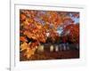 Fall Morning in a Portsmouth Cemetary, New Hampshire, USA-Jerry & Marcy Monkman-Framed Photographic Print