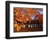 Fall Morning in a Portsmouth Cemetary, New Hampshire, USA-Jerry & Marcy Monkman-Framed Photographic Print