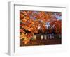 Fall Morning in a Portsmouth Cemetary, New Hampshire, USA-Jerry & Marcy Monkman-Framed Photographic Print