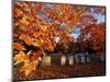 Fall Morning in a Portsmouth Cemetary, New Hampshire, USA-Jerry & Marcy Monkman-Mounted Photographic Print