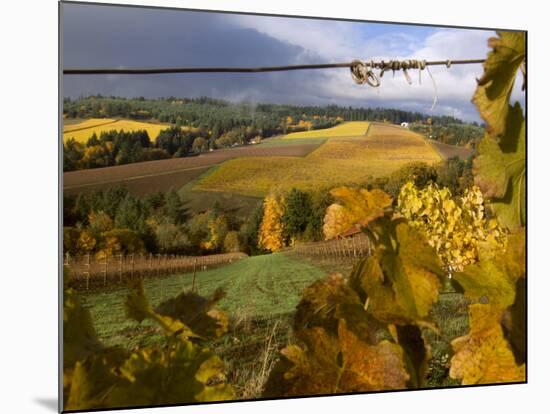 Fall Over the Knudsen and Bella Vida Vineyards, Willamette Valley, Oregon, USA-Janis Miglavs-Mounted Photographic Print