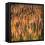 Fall Party-Ursula Abresch-Framed Stretched Canvas