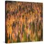 Fall Party-Ursula Abresch-Stretched Canvas