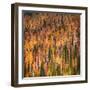 Fall Party-Ursula Abresch-Framed Photographic Print