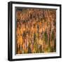 Fall Party-Ursula Abresch-Framed Photographic Print