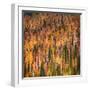 Fall Party-Ursula Abresch-Framed Photographic Print