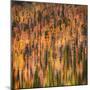 Fall Party-Ursula Abresch-Mounted Photographic Print