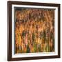 Fall Party-Ursula Abresch-Framed Photographic Print