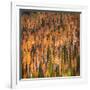 Fall Party-Ursula Abresch-Framed Photographic Print