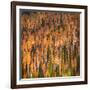 Fall Party-Ursula Abresch-Framed Photographic Print