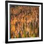 Fall Party-Ursula Abresch-Framed Photographic Print