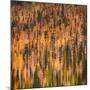 Fall Party-Ursula Abresch-Mounted Photographic Print