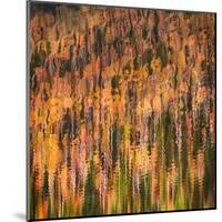 Fall Party-Ursula Abresch-Mounted Premium Photographic Print