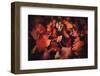 Fall Pick up-Philippe Sainte-Laudy-Framed Photographic Print