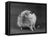 Fall, Pomeranian, 1948-Thomas Fall-Framed Stretched Canvas