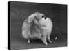Fall, Pomeranian, 1948-Thomas Fall-Stretched Canvas