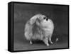 Fall, Pomeranian, 1948-Thomas Fall-Framed Stretched Canvas