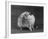 Fall, Pomeranian, 1948-Thomas Fall-Framed Photographic Print