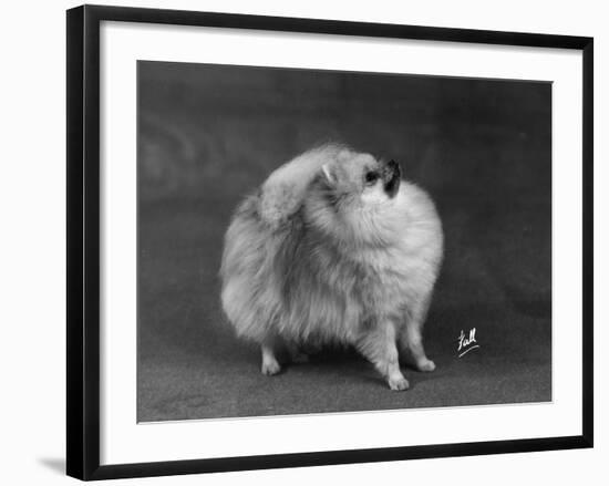 Fall, Pomeranian, 1948-Thomas Fall-Framed Photographic Print