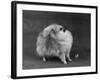 Fall, Pomeranian, 1948-Thomas Fall-Framed Photographic Print