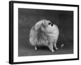 Fall, Pomeranian, 1948-Thomas Fall-Framed Photographic Print