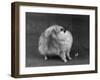 Fall, Pomeranian, 1948-Thomas Fall-Framed Photographic Print