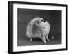 Fall, Pomeranian, 1948-Thomas Fall-Framed Photographic Print