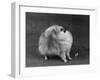 Fall, Pomeranian, 1948-Thomas Fall-Framed Photographic Print