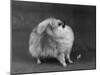 Fall, Pomeranian, 1948-Thomas Fall-Mounted Photographic Print