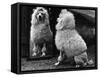 Fall, Poodle and Mirror-Thomas Fall-Framed Stretched Canvas