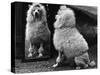 Fall, Poodle and Mirror-Thomas Fall-Stretched Canvas