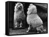 Fall, Poodle and Mirror-Thomas Fall-Framed Stretched Canvas