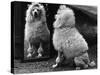 Fall, Poodle and Mirror-Thomas Fall-Stretched Canvas