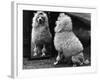 Fall, Poodle and Mirror-Thomas Fall-Framed Photographic Print