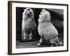 Fall, Poodle and Mirror-Thomas Fall-Framed Photographic Print