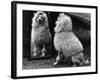 Fall, Poodle and Mirror-Thomas Fall-Framed Photographic Print