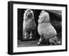 Fall, Poodle and Mirror-Thomas Fall-Framed Photographic Print