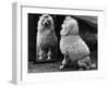 Fall, Poodle and Mirror-Thomas Fall-Framed Photographic Print