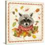 Fall Raccoon-Fiona Stokes-Gilbert-Stretched Canvas