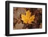 Fall Rains II-Nathan Larson-Framed Photographic Print