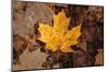 Fall Rains II-Nathan Larson-Mounted Photographic Print