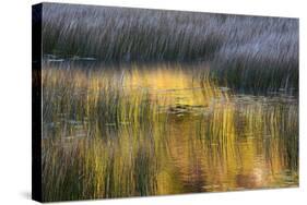 Fall Reflections in a Marsh, Acadia National Park, Maine, USA-Joanne Wells-Stretched Canvas