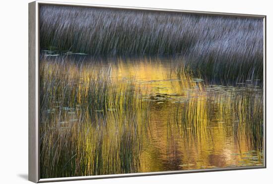 Fall Reflections in a Marsh, Acadia National Park, Maine, USA-Joanne Wells-Framed Photographic Print