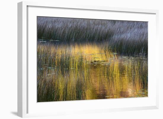 Fall Reflections in a Marsh, Acadia National Park, Maine, USA-Joanne Wells-Framed Photographic Print