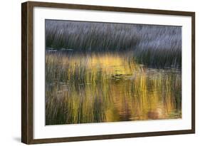 Fall Reflections in a Marsh, Acadia National Park, Maine, USA-Joanne Wells-Framed Photographic Print