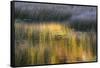 Fall Reflections in a Marsh, Acadia National Park, Maine, USA-Joanne Wells-Framed Stretched Canvas