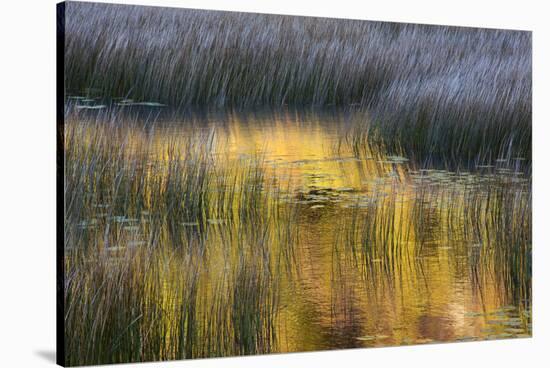 Fall Reflections in a Marsh, Acadia National Park, Maine, USA-Joanne Wells-Stretched Canvas