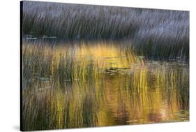 Fall Reflections in a Marsh, Acadia National Park, Maine, USA-Joanne Wells-Stretched Canvas