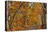 Fall Scenic Byway in Bucks County, Pennsylvania-AardLumens-Stretched Canvas