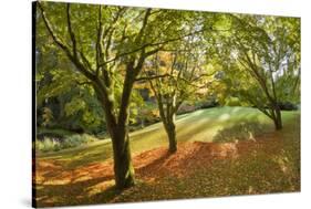 Fall Scenic on the Bloedel Reserve, Bainbridge Island, Washington, USA-Jaynes Gallery-Stretched Canvas